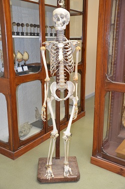 Photo d'un squelette